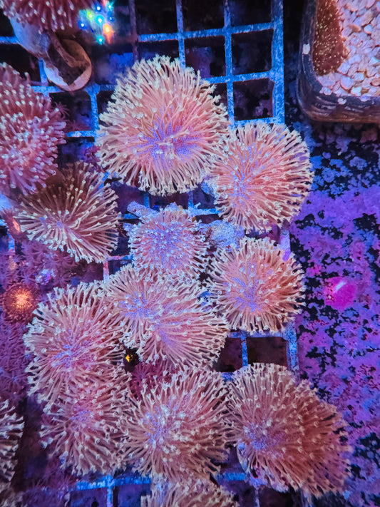 Toadstool coral