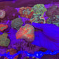 Rainbow Australomussa