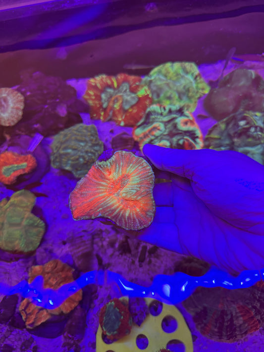 Rainbow Australomussa