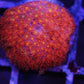 Iron man goniopora