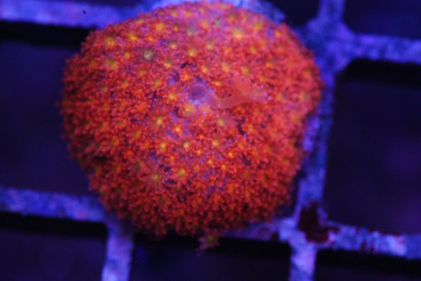 Iron man goniopora