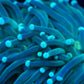 WYSIWYG Torch coral