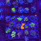 Amazing Sps colonies