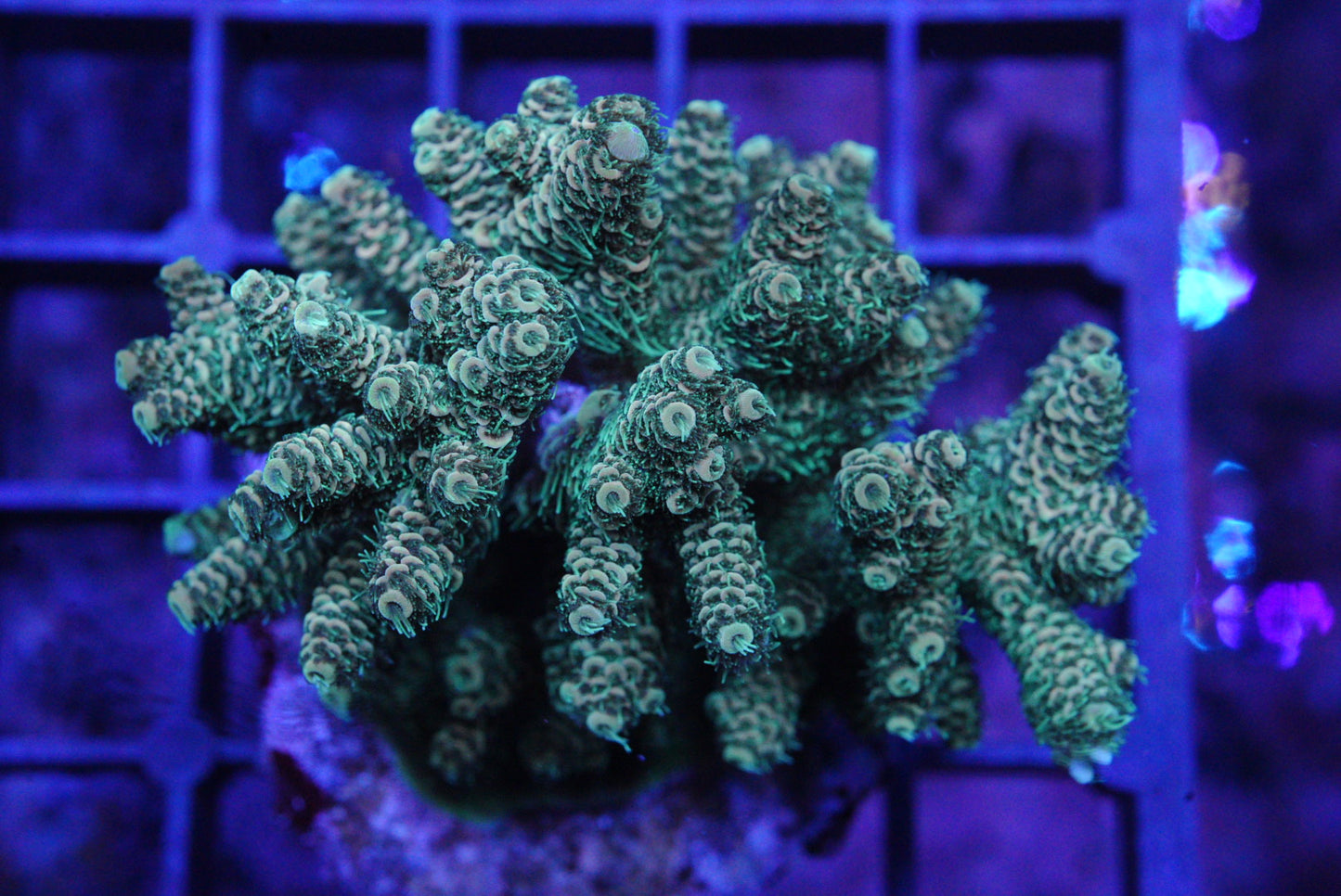 Millepore acropora colony WYSIWYG