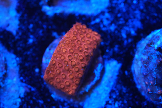 cyphastrea