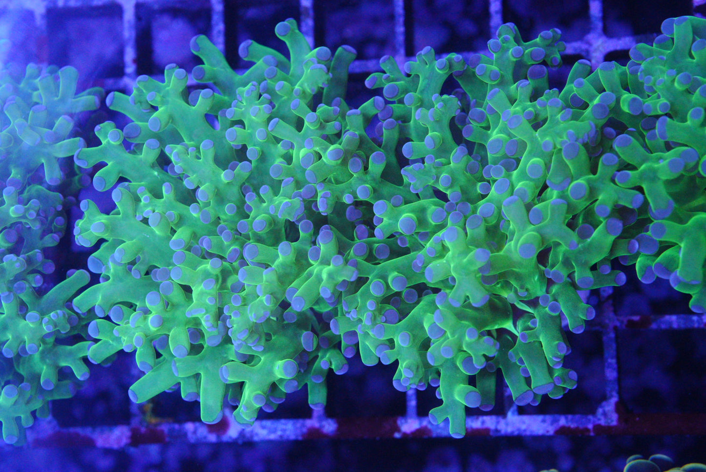 Frogspawn