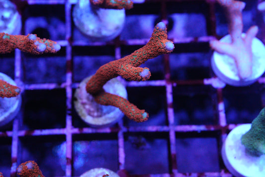 Red digitata monti