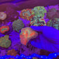 Rainbow Australomussa