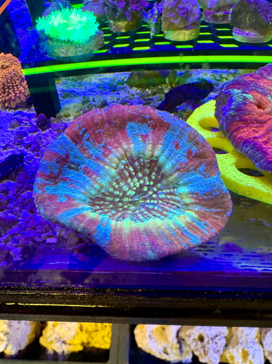 Rainbow Australomussa