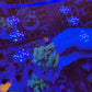 Amazing Sps colonies