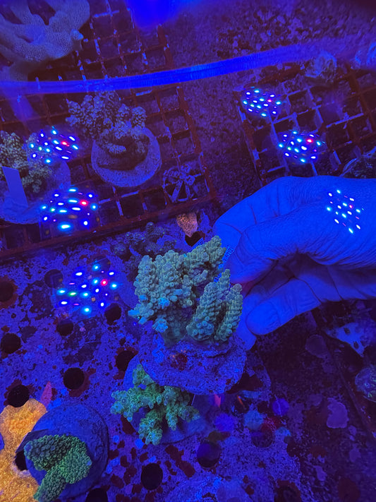 Amazing Sps colonies
