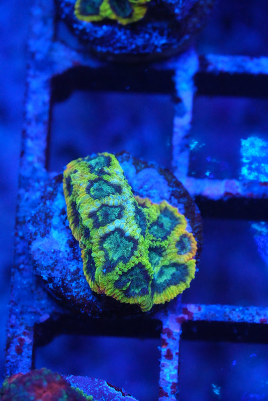 Yellow submarine Favia