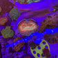 Rainbow Australomussa
