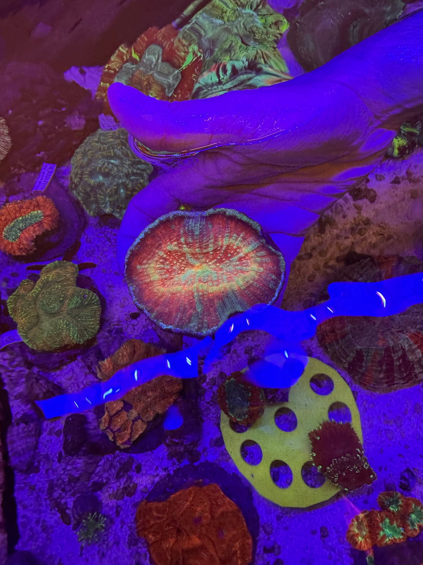 Rainbow Australomussa