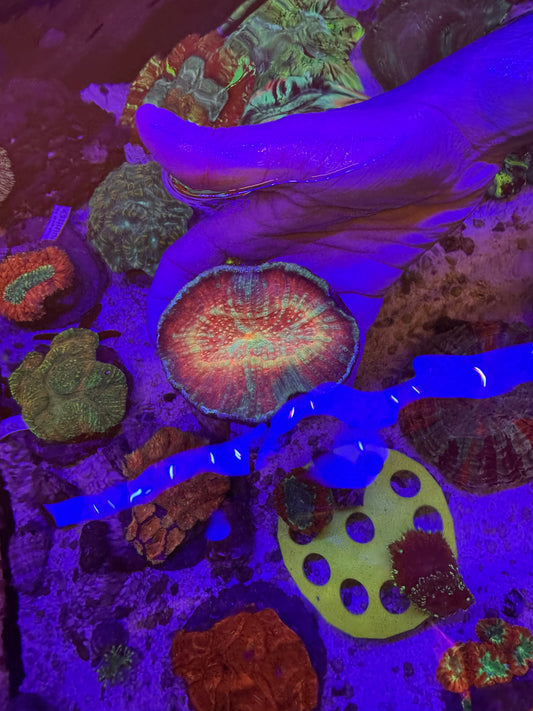 Rainbow Australomussa