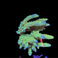 Amazing Sps colonies