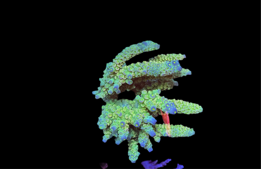 Amazing Sps colonies