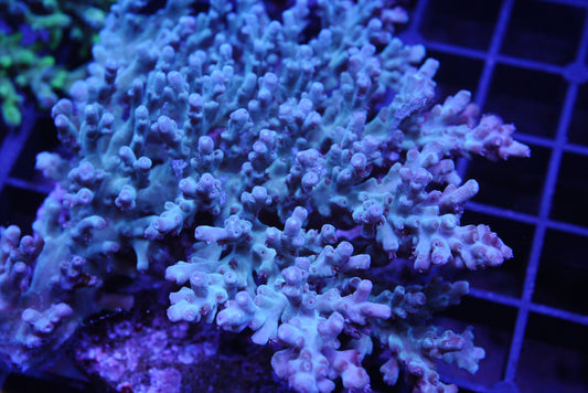 Acropora echinata WYSIWYG