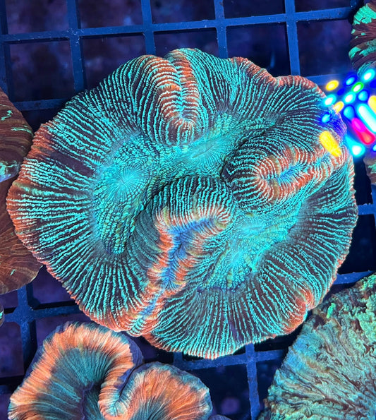 Ultra Trachy