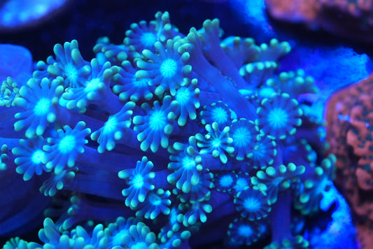 blue/green Alveopora