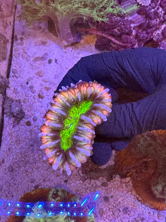 Ultra Aussie Cynarina