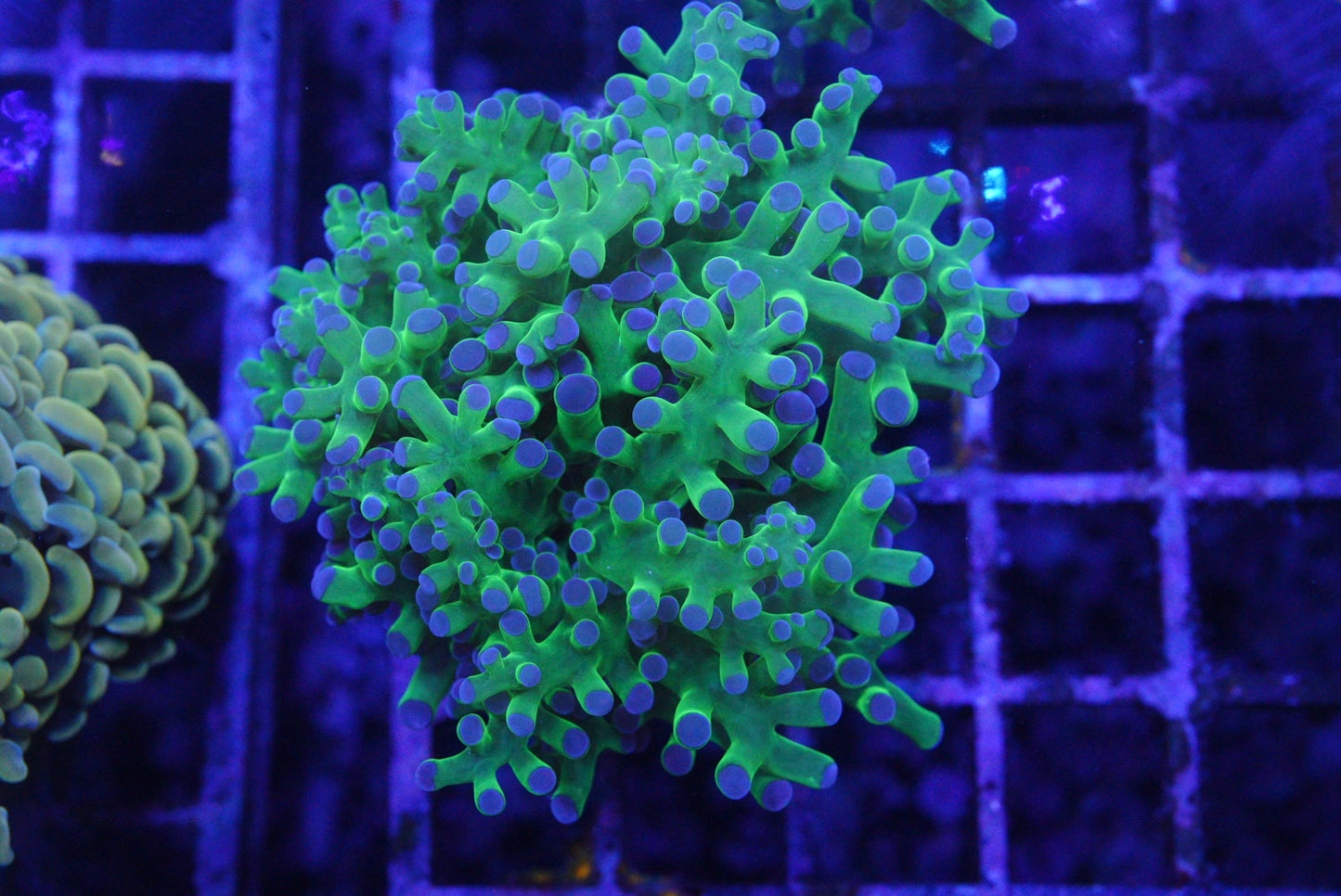 Frogspawn