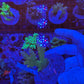 Amazing Sps colonies
