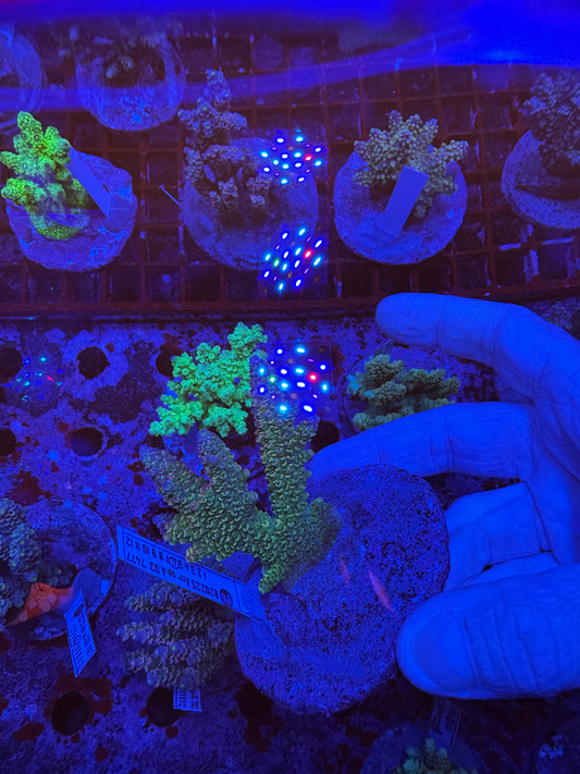 Amazing Sps colonies