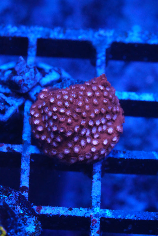 Meteor Shower Cyphastrea