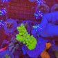 Amazing Sps colonies