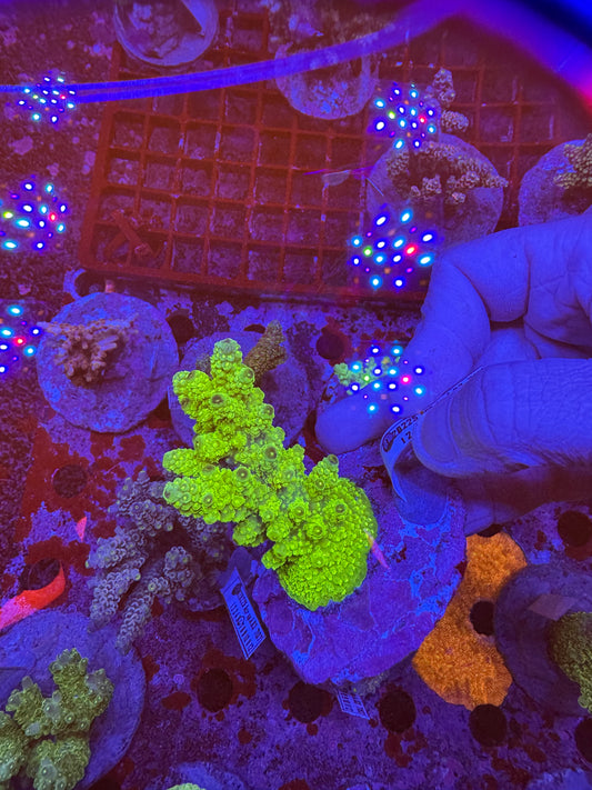 Amazing Sps colonies