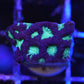Purple WAR CORAL FAVIA