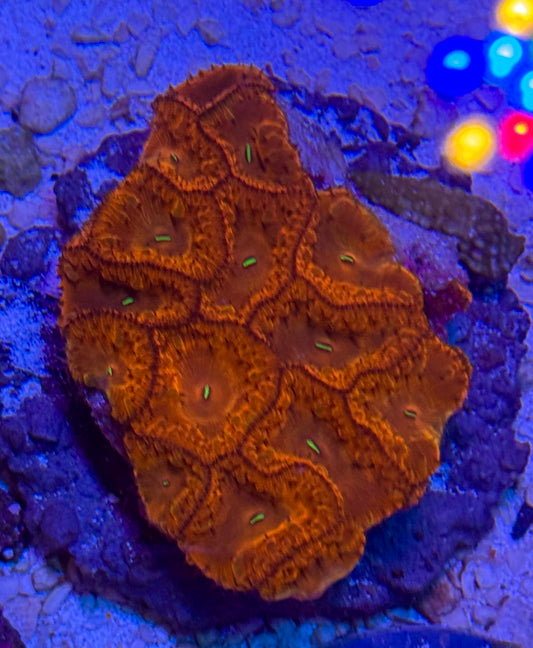 Amazing blasto colonies 😍
