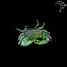 Emerald crab