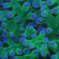 Frogspawn