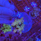 Amazing Sps colonies