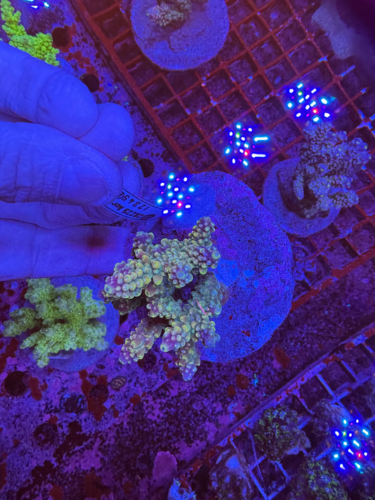 Amazing Sps colonies