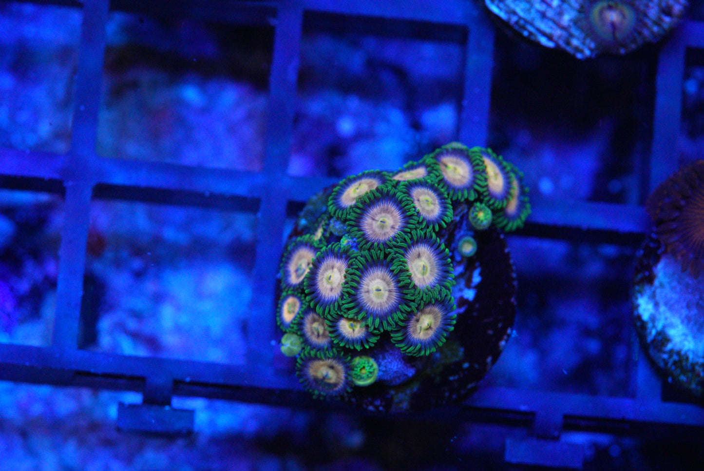 LAZER LEMON