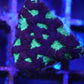 Purple WAR CORAL FAVIA