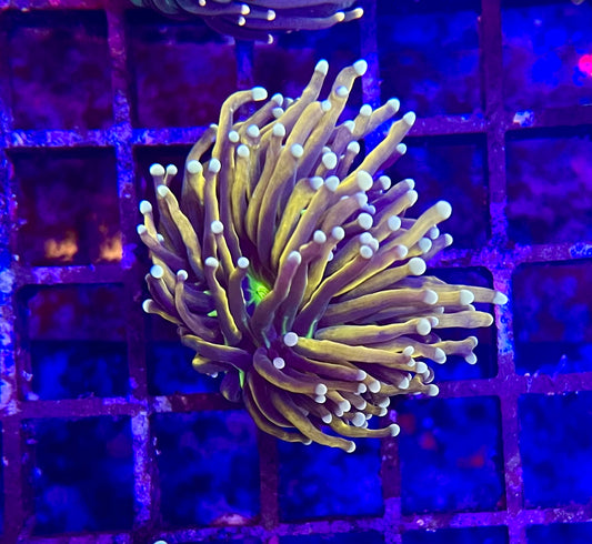 WYSIWYG ultra torch