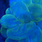 Marble bubble coral