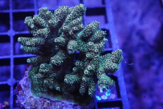 Millepora Colony WYSIWYG