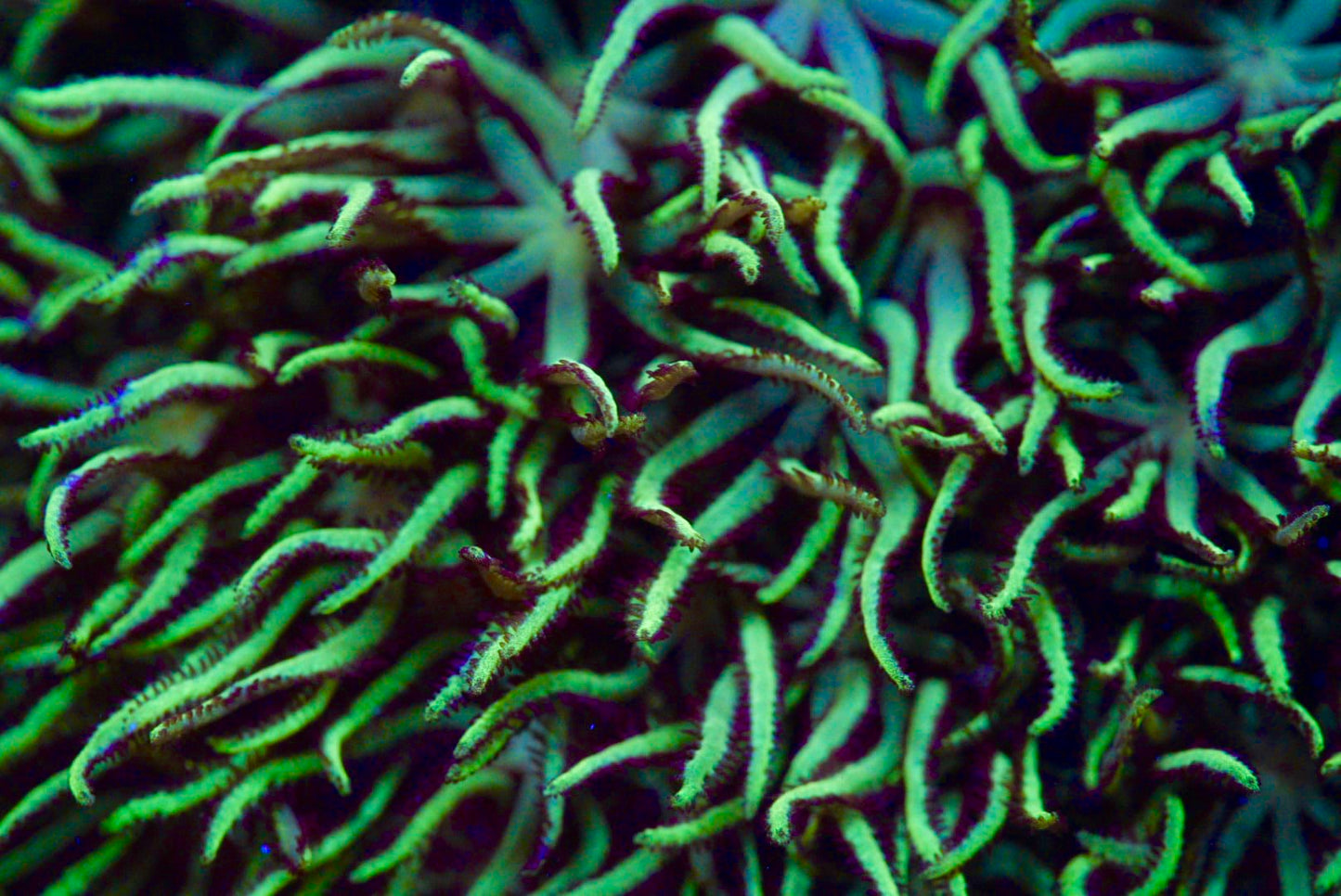 GSP GREEN STAR