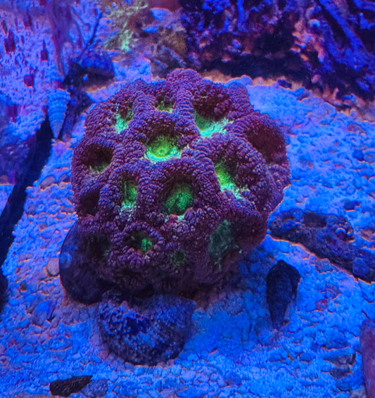 Blastomussa colony