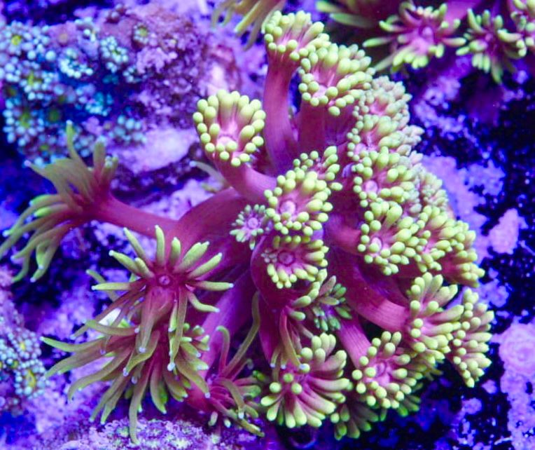 Carebear goniopora
