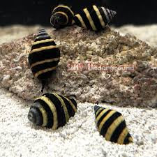 Bumble bee snail