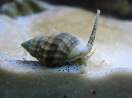 Nassarius snail