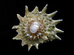 Spiny Astrea