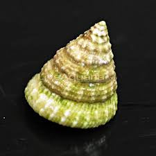 Grazer tectus snail
