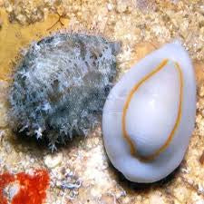 Cowrie snail